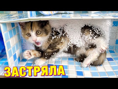 Видео: Сделали Бассейн-Лабиринт для Спасённого Котёнка 😱 Kot Million