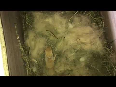 Видео: Сравнение окролов крольчих Серебра и Бургундского в маточниках, в вольере. Дачная Жизнь ТВ.