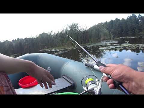 Видео: Попла-поппер - ловля красноперки спиннингом.Первый раз так ловлю.