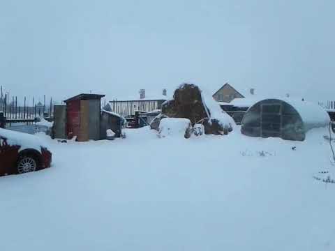 Видео: Как правильно доить козу?🐐