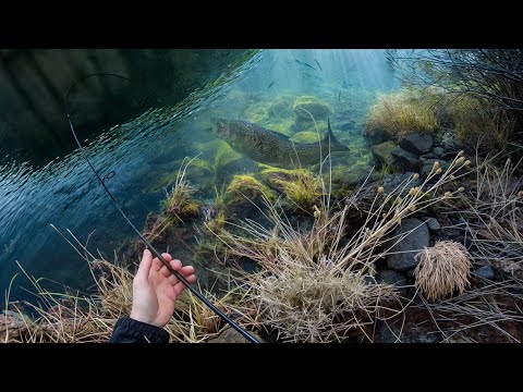 Видео: Огромная Форель и Горный Сиг: Лучшая Рыбалка на Whitefish!