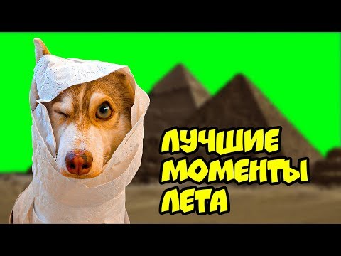 Видео: ХАСКИ БУБЛИК ЛУЧШИЕ МОМЕНТЫ ЛЕТА (Mister Booble) Говорящая собака
