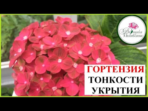 Видео: ЕЩЕ РАЗ ОБ УКРЫТИИ КРУПНОЛИСТНОЙ ГОРТЕНЗИИ