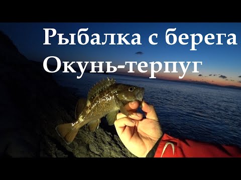 Видео: Рыбалка на терпуга. Рыбалка с берега. Rock Fishing.