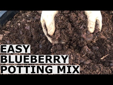 Видео: Простой рецепт почвенной смеси для черники без дорогостоящих ингредиентов