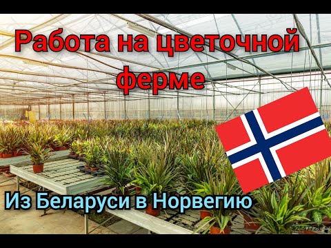 Видео: Работа в Норвегии.Работа на цветочной ферме