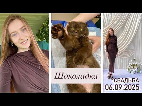 Видео: СВАДЬБА брата l нашла кошку
