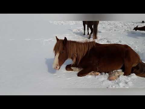 Видео: Қыстан шықтықпа ????