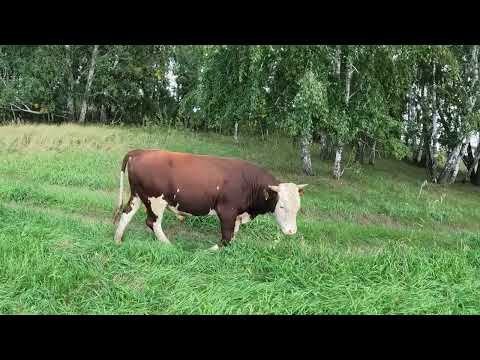 Видео: Эдильбаевская порода овец.