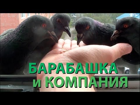 Видео: Барабашка и компания