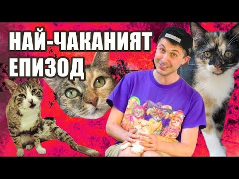Видео: Здравейте, аз съм Станко и имам 4 котки! - Епизод 1