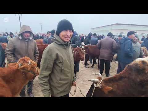 Видео: САУДА ЗОР БОЛДЫМА ДИМЕН ? 19 НОЯБР 2025 ЖЫЛ КАРАОЗЕК МАЛ БАЗАР 