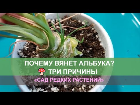 Видео: Три причины плохого самочувствия альбуки спиральной. Почему вянет альбука?