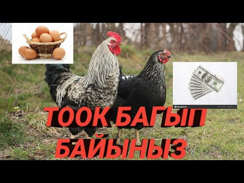 Видео: ТООК БАГЫП БАЙЫНЫЗ!!!