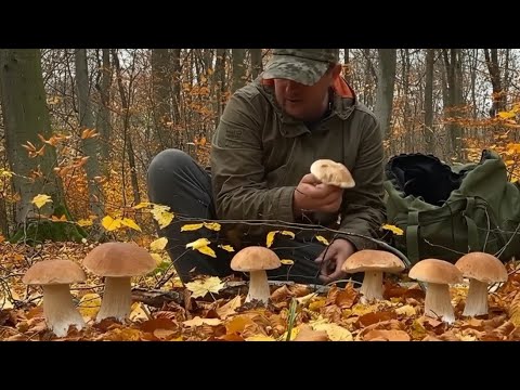 Видео: Листопад. Дощ Застав у лісі біля білих грибів.. Кошик РОЗВАЛИВСЯ в рюдзаку від  ПОБАЧЕНОГО 
