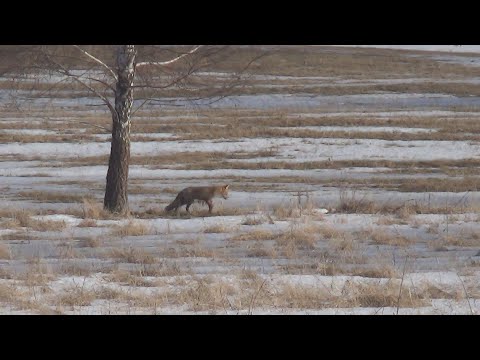 Видео: Охота на лис в феврале.Удачное закрытие.