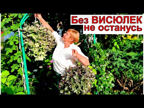 Видео: Это надо обязательно сохранить.Красота и декоративность свисающих  растений.