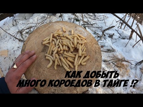 Видео: Как добыть короедов для рыбалки в тайге. Наживка для рыбалки. Где взять наживку. Короед для рыбалки.