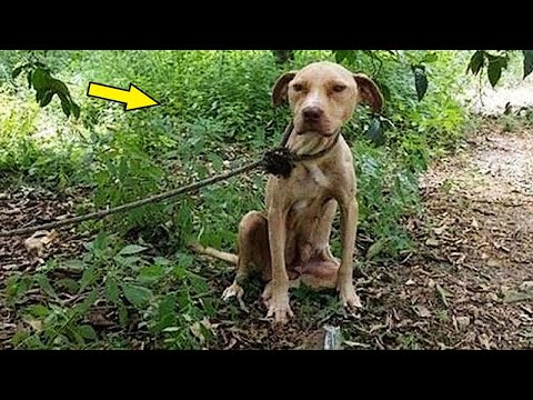 Видео: Надеясь избавиться от собаки, её приковали к дереву, но проезжающий автомобилист испортил все планы