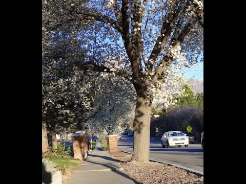 Видео: США. Cпальный район Солт лейк сити.  Дома средних американцев