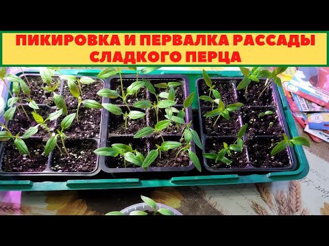 Видео: ПИКИРОВКА И ПЕРЕВАЛКА РАССАДЫ СЛАДКОГО ПЕРЦА
