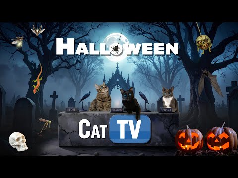 Видео: 🎃 Кошачьи игры | Хэллоуинская версия «Сладость или гадость» 🎃🐾