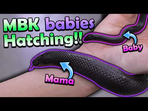 Видео: Вылупляются мексиканские черные королевские змеи странной окраски!