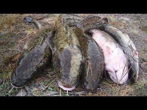 Видео: Ловля Налима в октябре! Проверка закидушек (тычек).