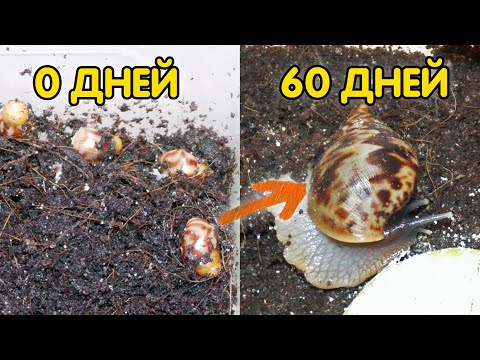Видео: Улитки ахатины от 0 до 60 дней. Как ухаживать за маленькими улитками ахатинами?