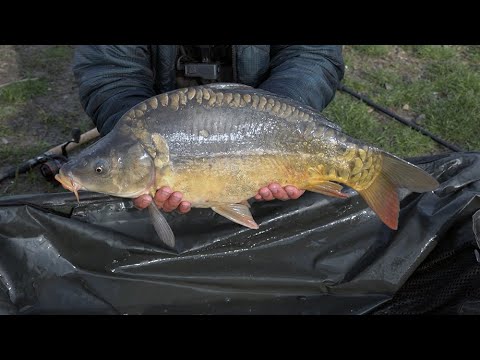 Видео: РЫБАЛКА 2020 НА КАРПА ВЕСНОЙ, ЛОВЛЯ НА ФЛЭТ ФИДЕР