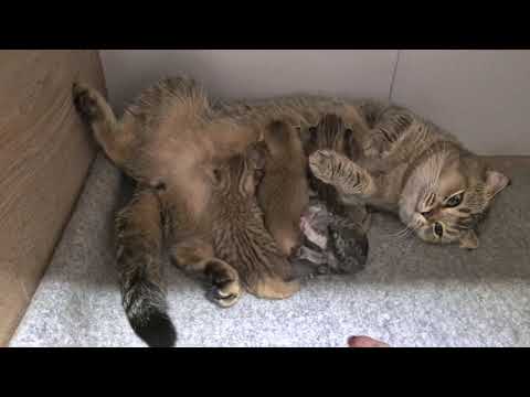 Видео: Котятам Шанель 3 дня 😊