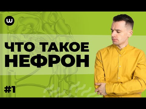 Видео: Нефрон: Строение и функции | ЕГЭ Биология | Даниил Дарвин