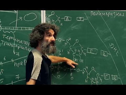 Видео: Лекция 3. Транскрипция, трансляция. Окштейн И.Л., МФТИ