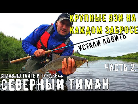 Видео: ✅РЫБАЛКА на ТАЁЖНОЙ РЕКЕ ЯЗЬ ЗДОРОВЕННЫЙ на спиннинг СЕВЕРНЫЙ ТИМАН#2