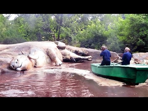 Видео: Эта Находка в Амазонке Шокировала Всех