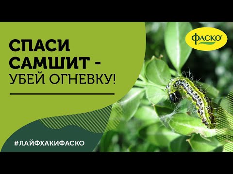 Видео: Спаси самшит! Убей огневку!