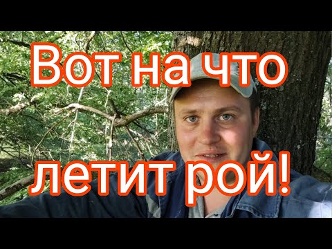 Видео: ✅ЭТО СРЕДСТВО + ПАРУ СОВЕТОВ ПРИВЛЕЧЕТ РОЙ В ВАШУ ЛОВУШКУ!!! БЕРИТЕ НА ВООРУЖЕНИЕ✅ #пчеловодство