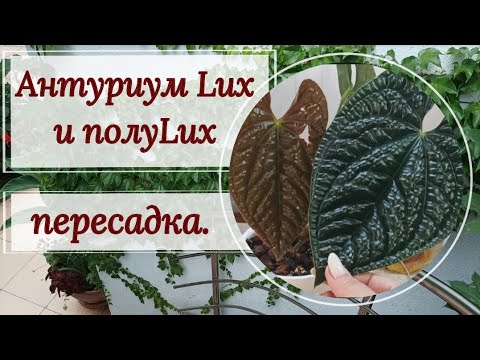 Видео: Антуриум Люксурианс (Luxurians). Пересадка. 😉