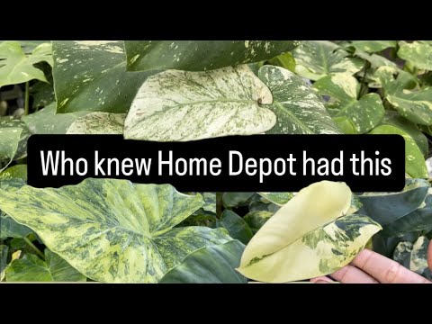 Видео: Home Depot стал моим любимым магазином редких растений 🤔