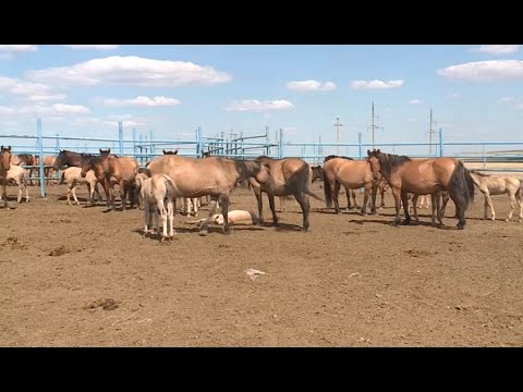 Видео: Ақтөбе облысында жылқы шаруашылығы институты құрылады
