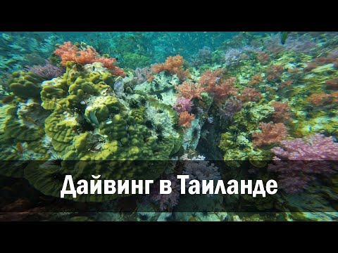 Видео: Дайвинг в Таиланде Январь 2024