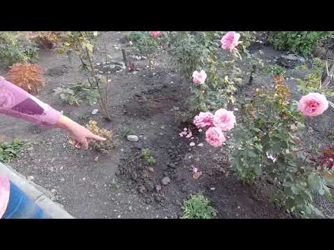 Видео: Окучивание роз сухой землей