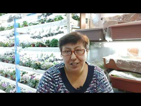 Видео: Осенняя пересадка всей коллекции