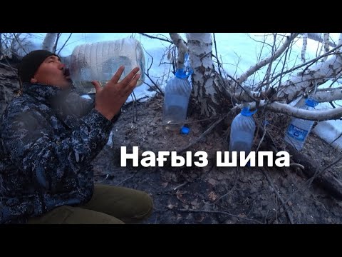Видео: Мына шырын дүкенде жоқ – өзің алып көр! Березовый сок.