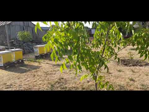 Видео: Готуємось до зимівлі!
