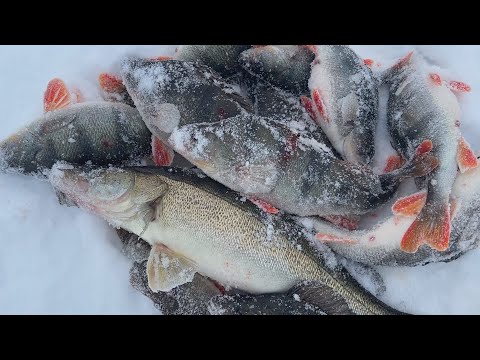 Видео: ЗА 40 МИНУТ НА БАЛАНСИР! ЧУМОВАЯ РЫБАЛКА НА ГЛУБИНЕ 2 МЕТРА