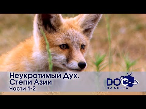 Видео: Неукротимый Дух. Степи Азии. Части 1-2 - Документальный фильм- Сборник