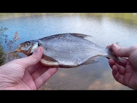 Видео: Вяленый подлещик. Пальчики оближешь. Как засолить рыбу?