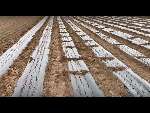 Видео: Посадка черенков смородины под плёнку 21.02.2020