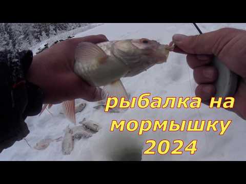 Видео: Шикарный клёв на таёжной реке. День 2, мормышка ловит всё.